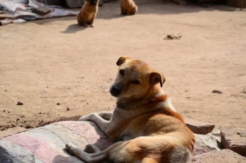 喜大普奔！上海这些东西统统免费，不知道你就亏大了！