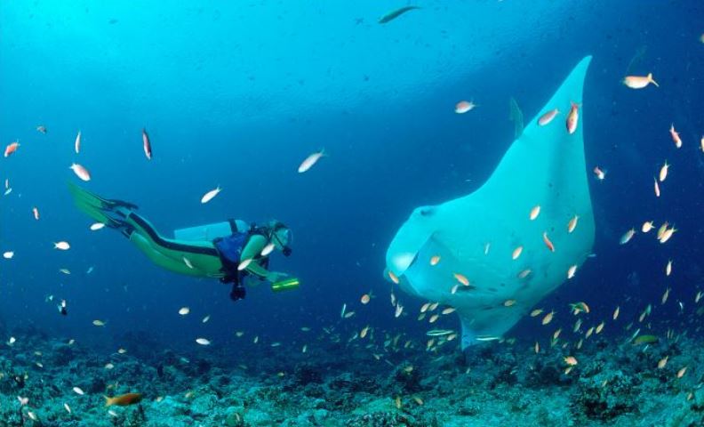 明星的马尔代夫之旅,明星去马尔代夫旅游