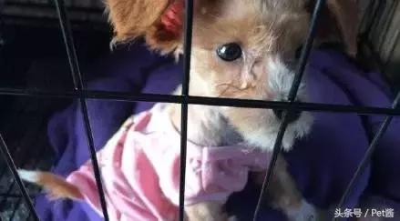领养了一只狗发现不适合怎么办,幼犬得了细小宠物医院放弃治疗