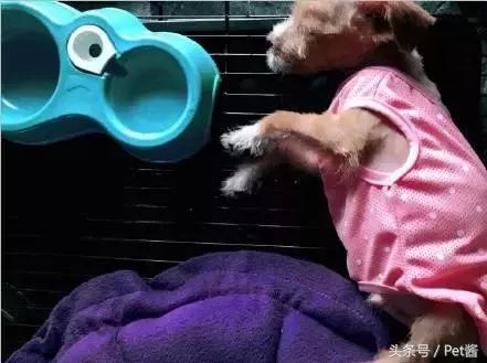 领养的狗狗患上细小，家里拿不出这么多治疗费，网友求助该怎么办