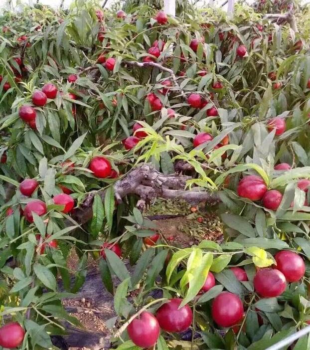 温室油桃,大棚油桃的简介