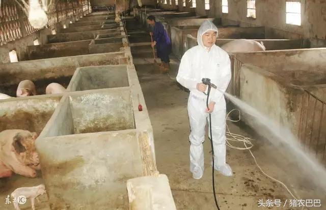 送给养猪人的福利，猪流行性腹泻防治方案！