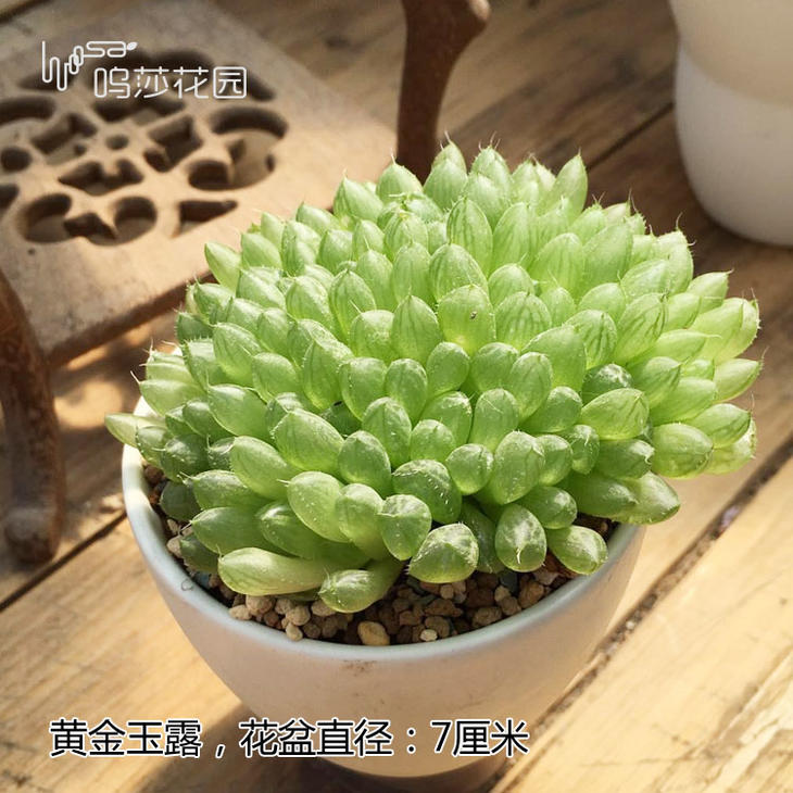 十二卷为什么越养越害怕,十二卷养好了很难烂根