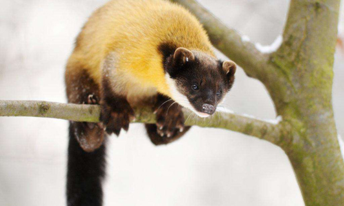 东北七大特产，哪一个才是你心中的NO.1