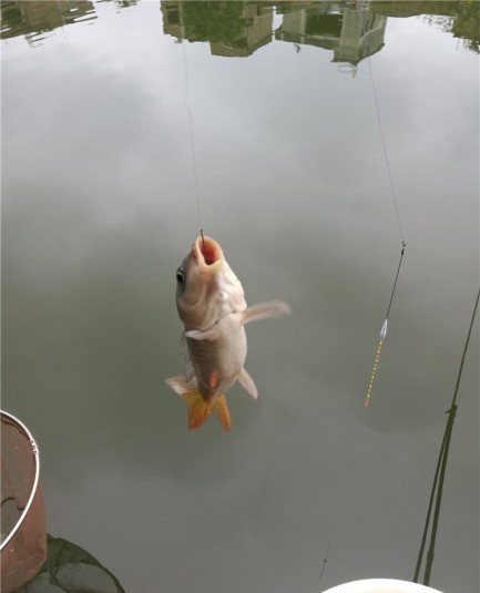 最后几天在玉林，别人掐鱼我练杆