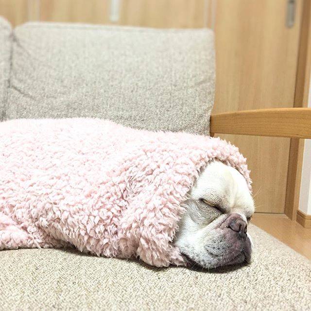 法国斗牛犬怎么护理皮肤,法国斗牛犬冬天要穿衣服吗