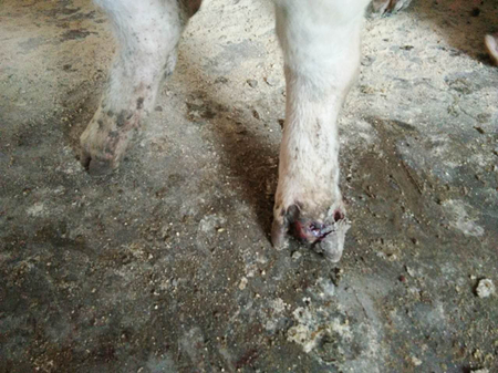 猪裂蹄最佳治疗方法,猪裂蹄病怎么治