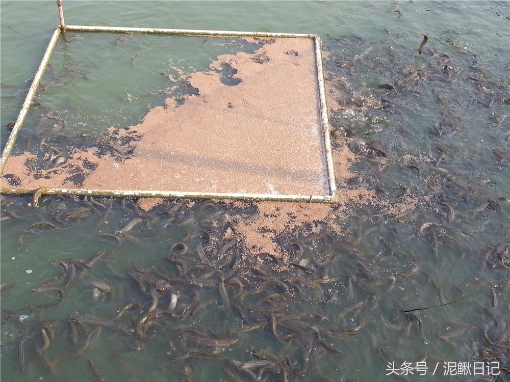 泥鳅养殖的十大陷阱,泥鳅养殖基本知识