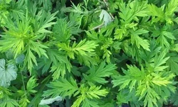 艾叶和艾条泡脚功效一样,艾草能食疗吗