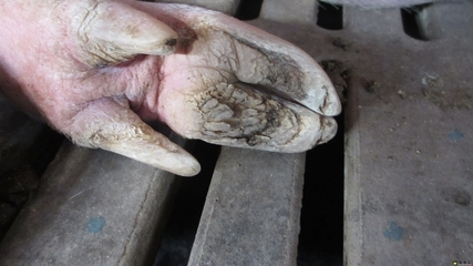 猪裂蹄最佳治疗方法,猪裂蹄病怎么治