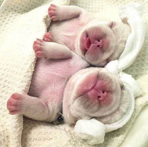 法国斗牛犬怎么护理皮肤,法国斗牛犬冬天要穿衣服吗