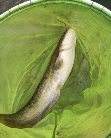 最后几天在玉林，别人掐鱼我练杆