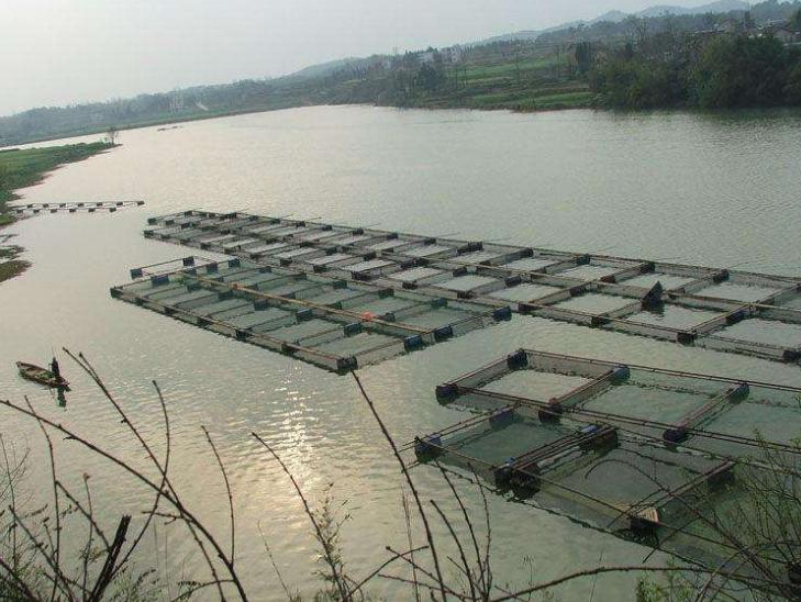 养鱼10个赚钱方法大全,农村养鱼致富技术视频