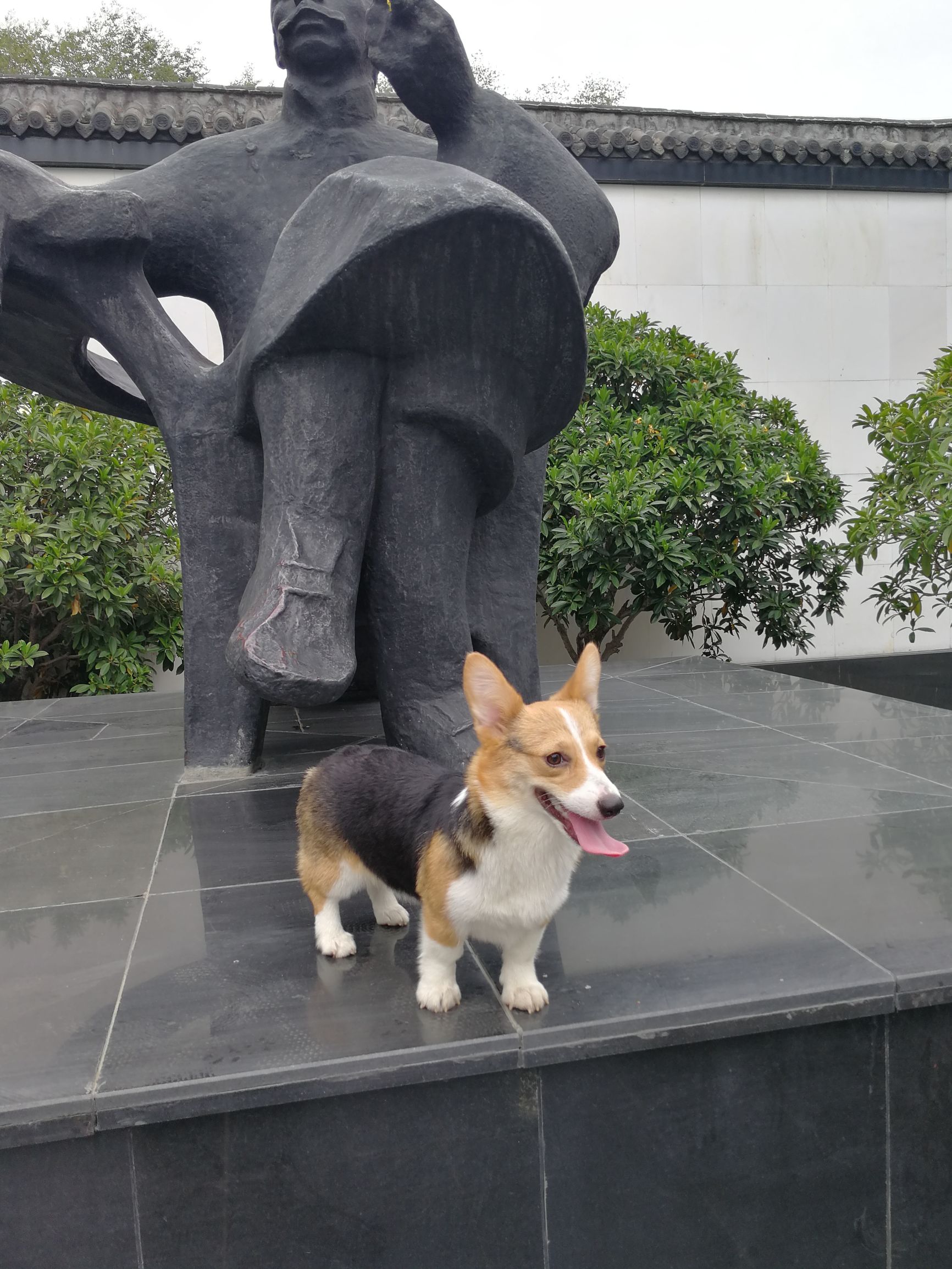 柯基犬怎么样美容养护,柯基犬晚上放哪睡