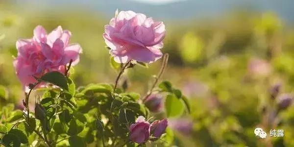 美白保湿补水玫瑰纯露,10万补水保湿玫瑰纯露