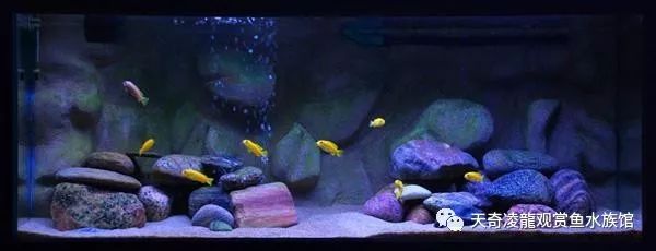 三湖慈鲷鱼缸造景石头摆法,三湖慈鲷鱼喜欢底砂和岩石