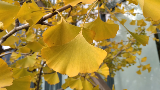 红米5a怎么样值得入手吗,红米5a参数和价格