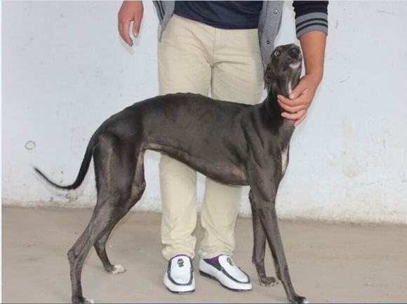 国外赛道犬正确喂养方法,赛道训犬