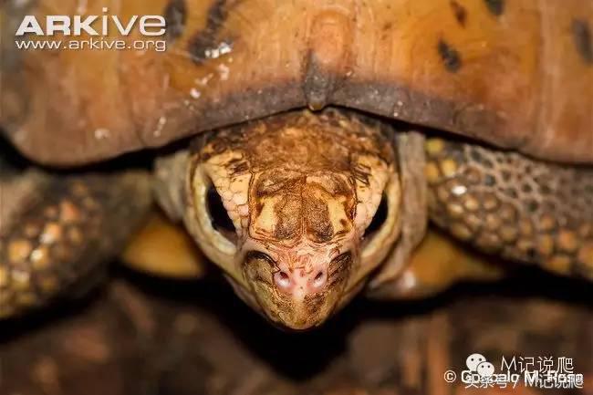 缅甸陆龟繁殖要什么环境,缅甸陆龟适合什么环境