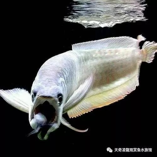 银龙鱼有病怎么治疗,银龙厌食怎么处理