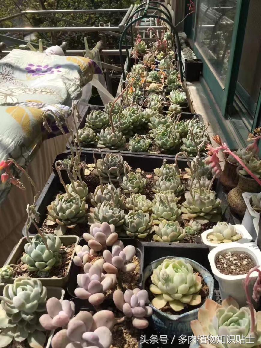 多肉植物新手入门套餐,多肉新手入坑需要什么肥料