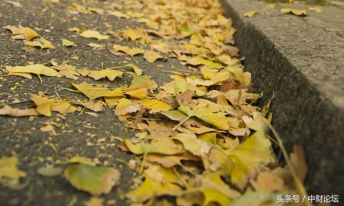 秋天的思念琪琪格,秋天的思念