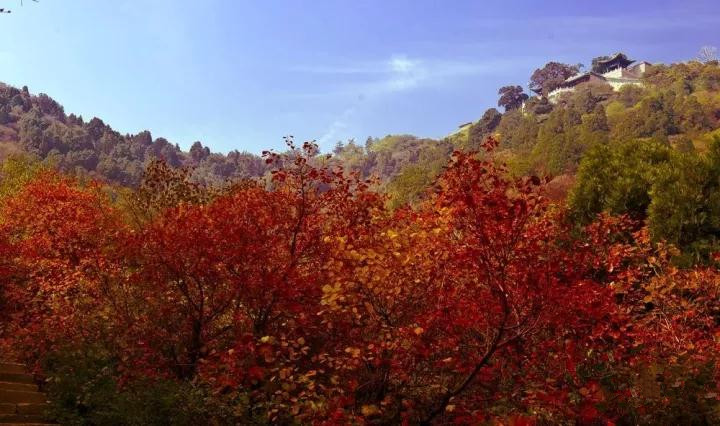 登龙山红叶图片大全,登高山顶赏风景