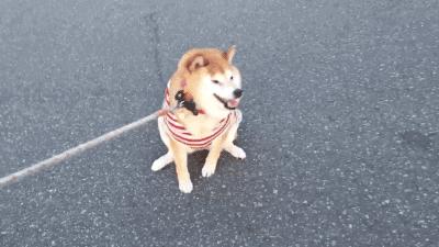 日本网红俊介犬,日本网红柴犬俊介