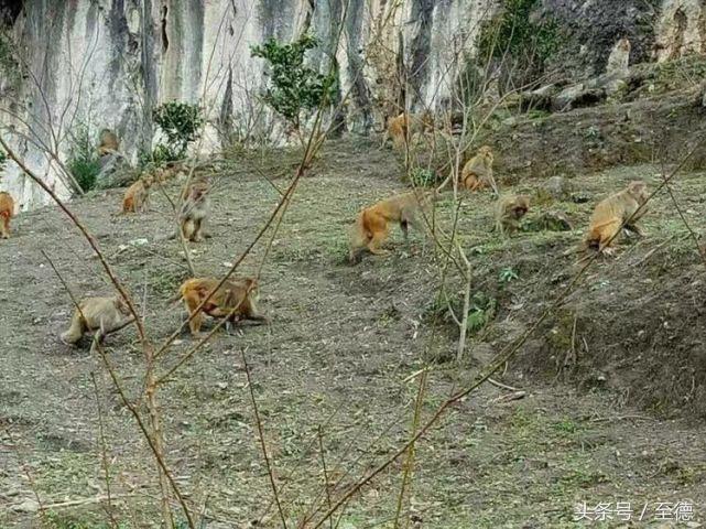 泸州深山老林景区,隐藏的世外桃源山中奇观