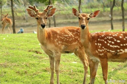 梅花鹿饲养注意事项,梅花鹿饲养管理注意事项