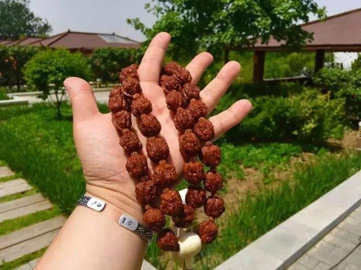 三种常见的核桃串,野生小核桃串什么样的好