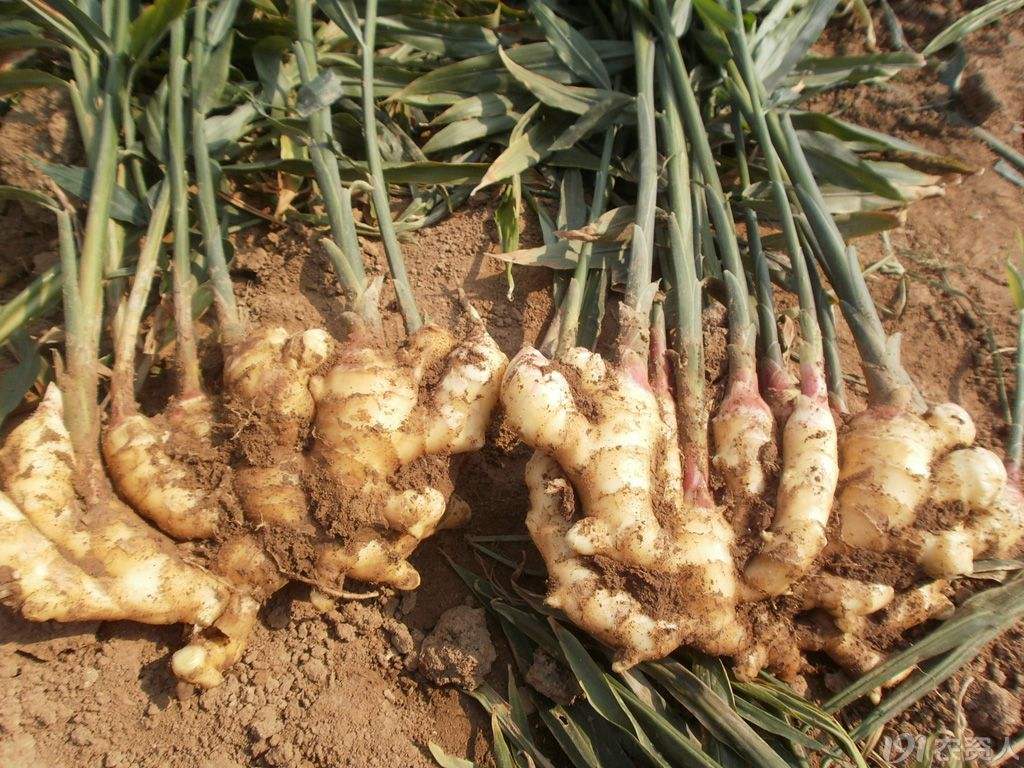 大姜想高产这10种病虫弄懂了吗,山东昌邑大姜高产管理技术第五期