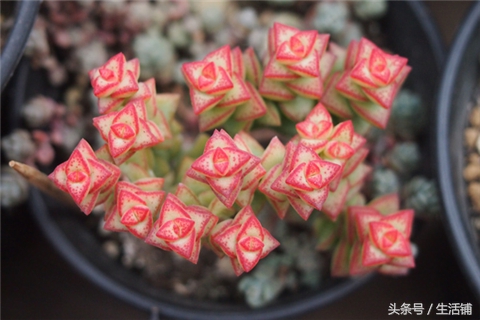 景天科1000种多肉植物图鉴,常见的景天科多肉植物的名称