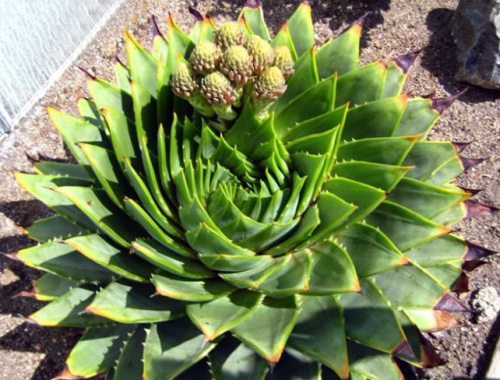 如果你能拥有任何一样东西,如果你能够拥有一栋别墅