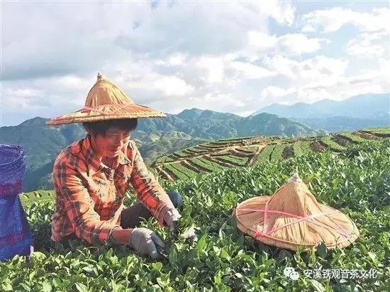 安溪铁观音永不被超越的经典茶,安溪铁观音今年秋茶最新消息