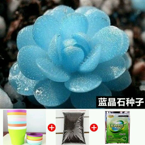 多肉种子鉴别,怎么判断多肉种子的真假