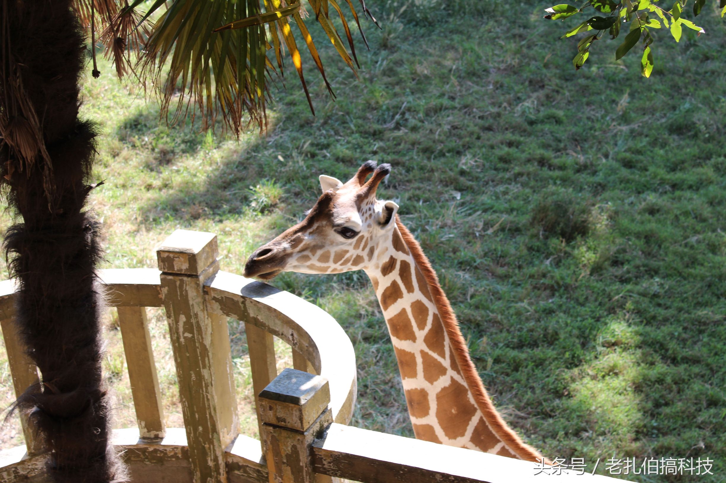 佳能eos1300d单反相机怎么样,佳能eos1300d是什么型号