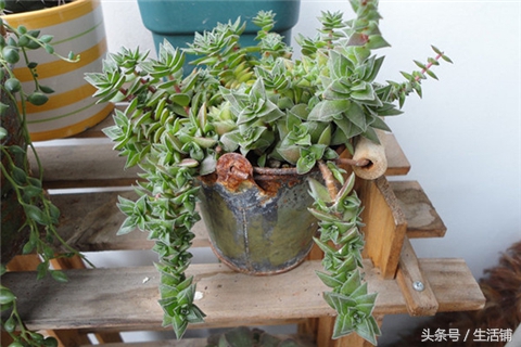 景天科1000种多肉植物图鉴,常见的景天科多肉植物的名称