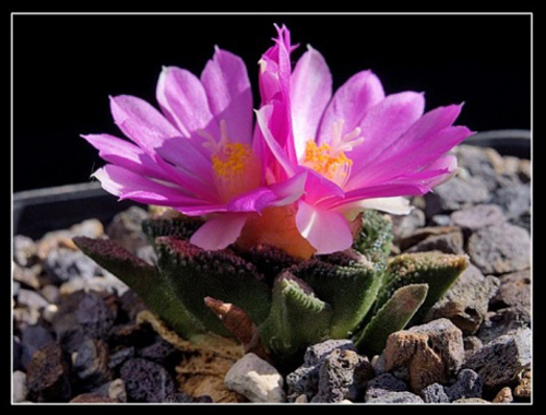 如果你能拥有任何一样东西,如果你能够拥有一栋别墅