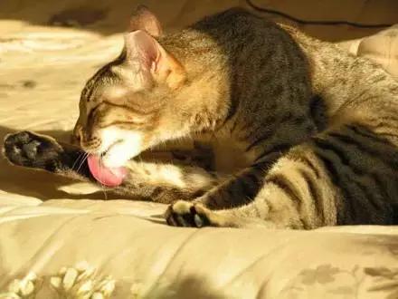 传染猫癣的人能根治吗,传染了猫癣可以抹红霉素吗