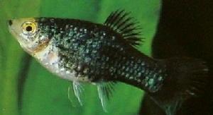 观赏鱼月光鱼图片,热带彩虹小型鱼观赏鱼