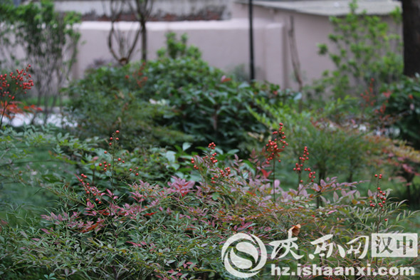 汉中堂宏广场一草一木皆是秋