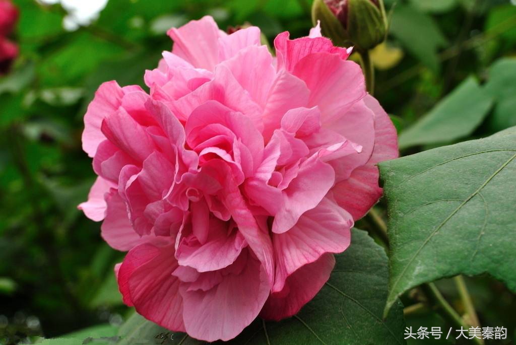 全国各地市花大全,各地市花是什么花