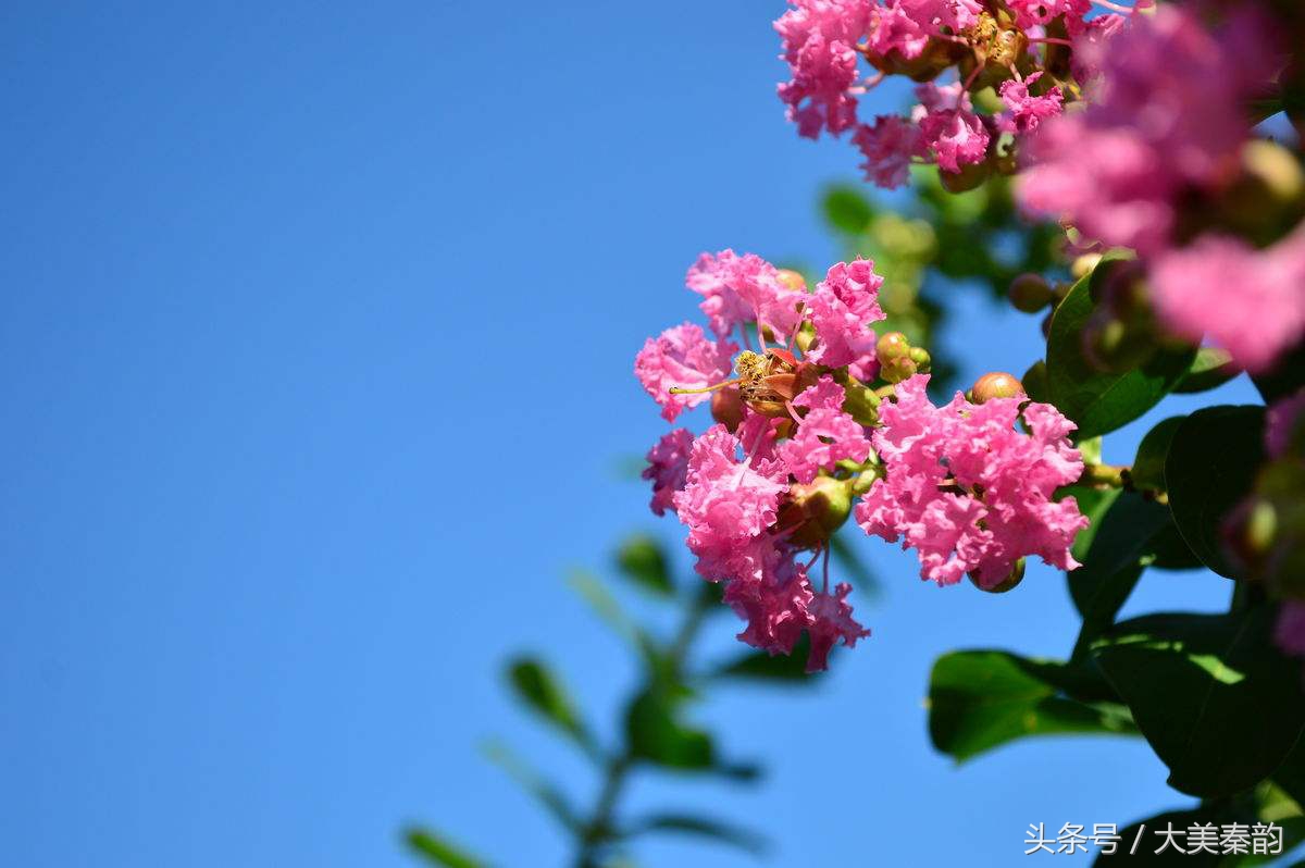 全国各地市花大全,各地市花是什么花