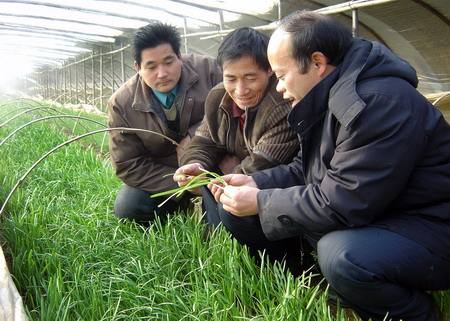 优质有机韭菜种植,日本韭菜高产种植技术