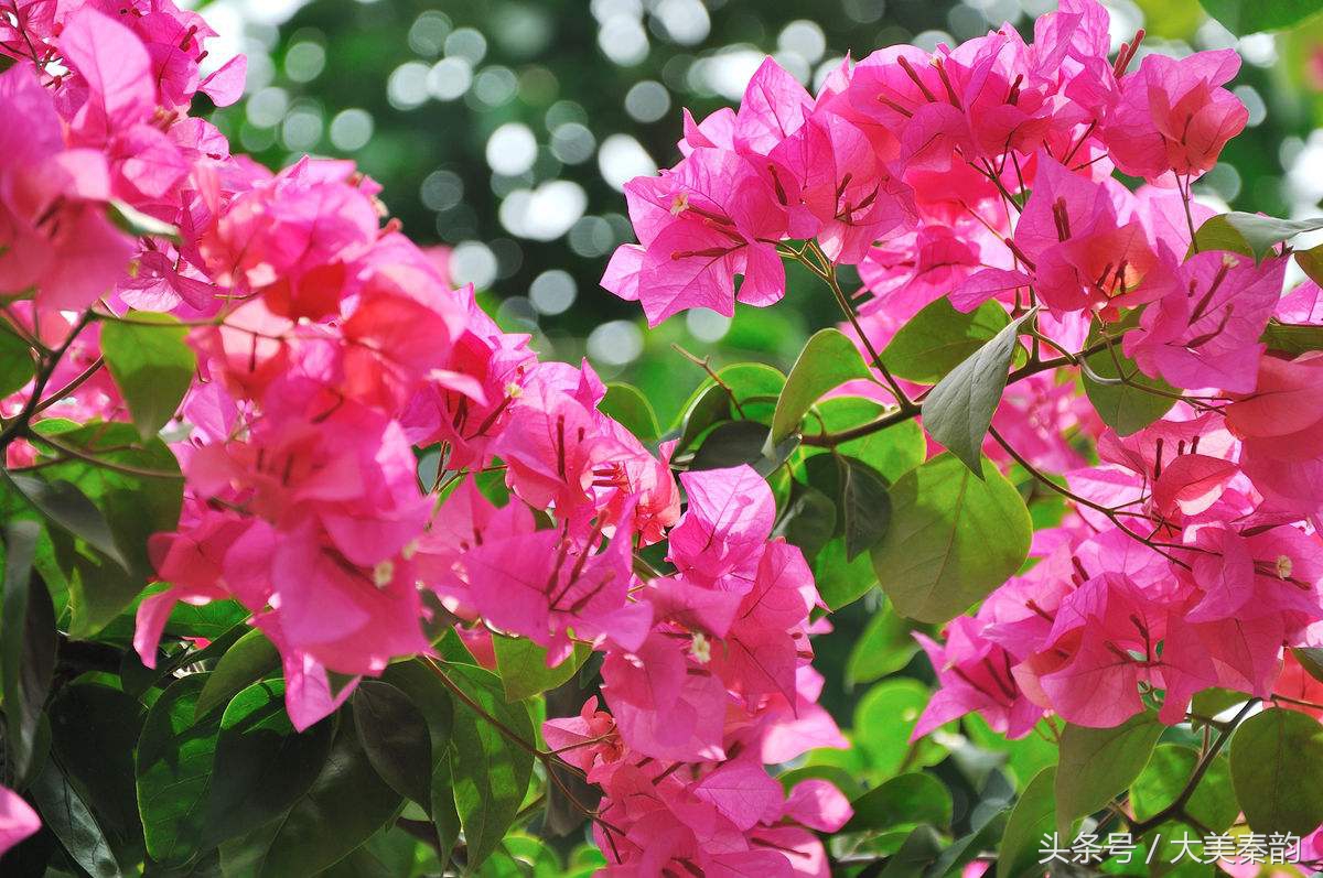 全国各地市花大全,各地市花是什么花