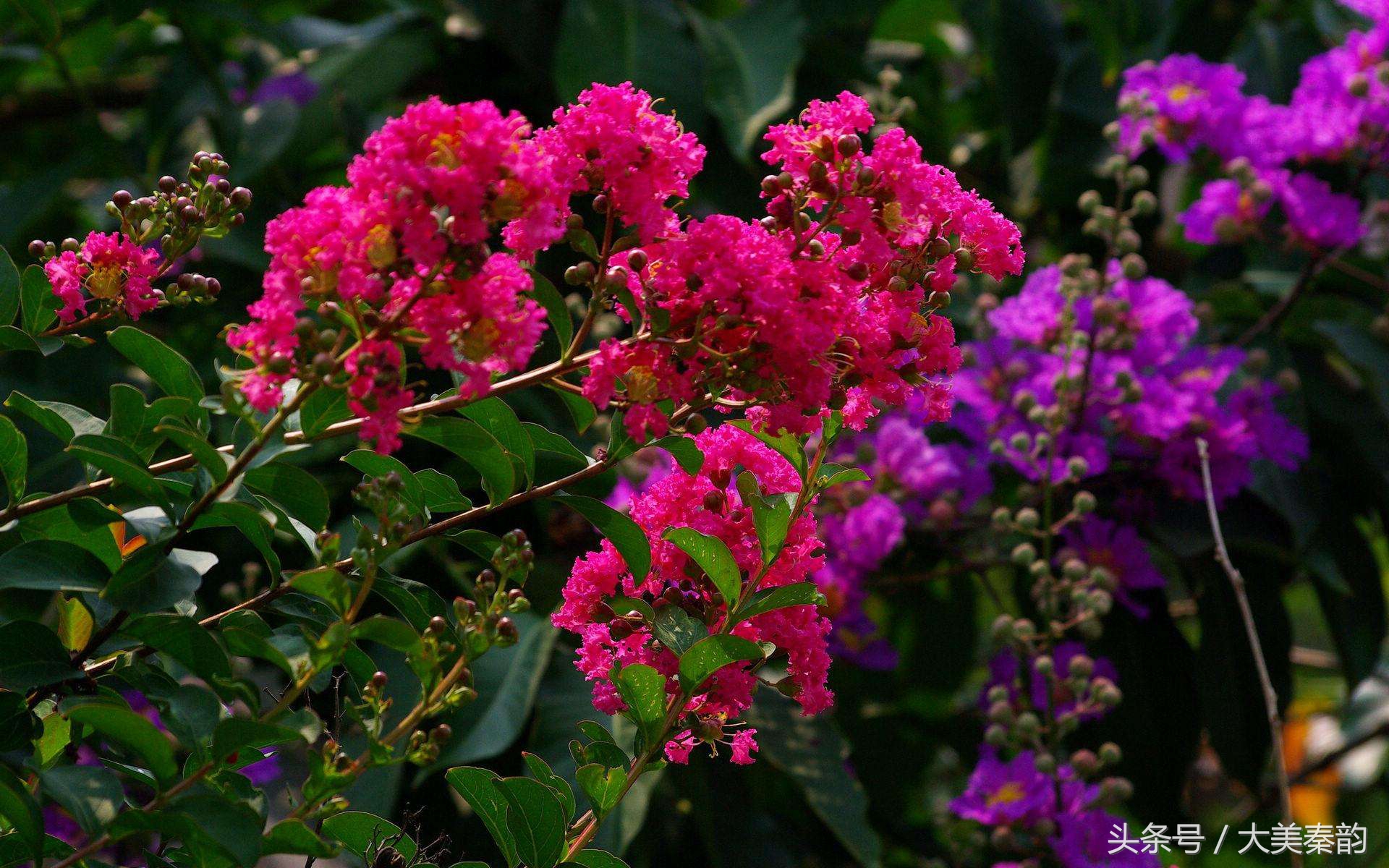 全国各地市花大全,各地市花是什么花