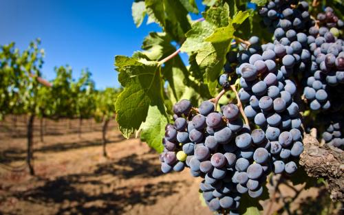 喝酒宿醉第二天起来头痛怎么办,酒后醒来头疼恶心该怎么办