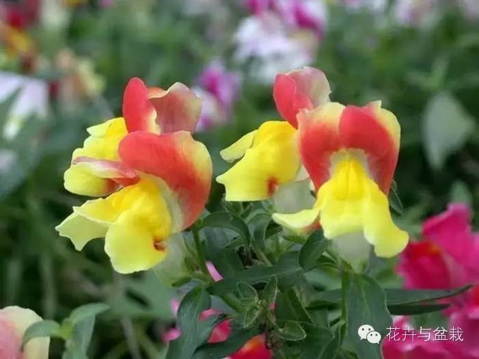 绚烂开放的金鱼草花,深紫色的金鱼草花