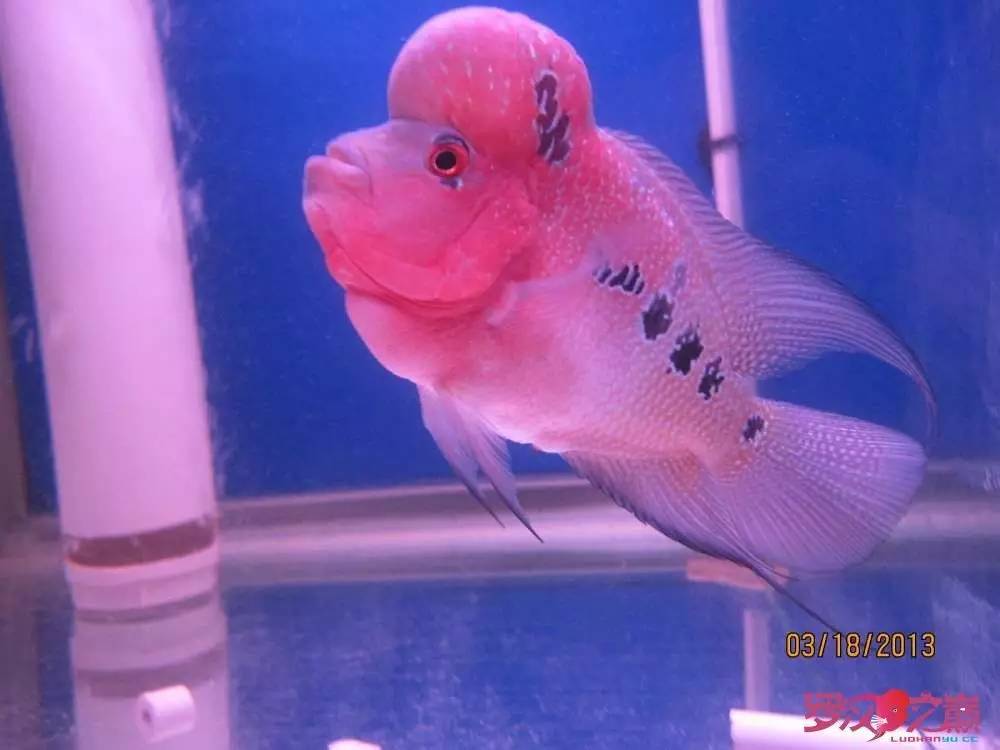 慢性肠炎怎么治疗好能彻底去根,猫胃肠炎的症状判断及治疗方法